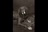 Deb Stagg Photo Pets